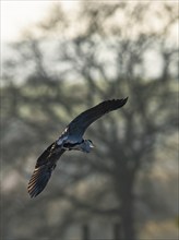 Grey Heron (Ardea cinerea), bird in flight over Marshes at winter sunset light