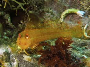 Variable blenny (Parablennius pilicornis), dive site Marine Protected Area Cap de Creus, Rosas,