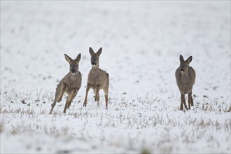 Roe deer (Capreolus capreolus) three adult animals running across a winter snow covered field,