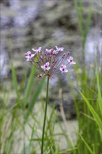 Swan flower (Butomus umbellatus), water lily, flower bulrush, umbellate swan flower or water