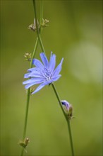 Common chicory (Cichorium intybus), Rhineland-Palatinate, Germany, Europe