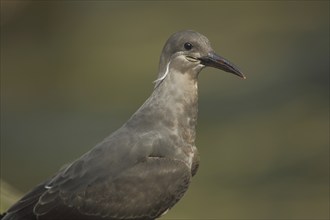 Inca tern, portrait, tern, swallow, Inca terns (Larosterna inca), seagulls (Laridae), gull,