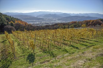 Vineyard of Villa D'Est Garden Farm & Winery, Kano, Nagano Prefecture, Honshu Island, Japan, Asia