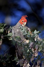 Gang-gang cockatoo (Callocephalon fimbriatum), male, New South Wales, Australia, Oceania