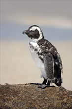 African penguin (Spheniscus demersus), Boulder, Simon's Town, Western Cape, South Africa, moulting,