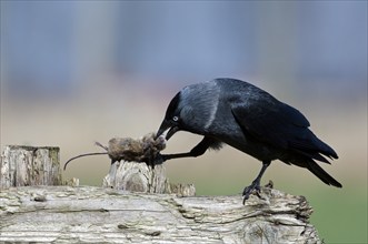 Western Jackdaw, European Jackdaw (Coloeus monedula) (Corvus monedula) on wooden fence eating dead