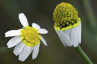 Wild chamomile, scented mayweed (Matricaria chamomilla) (Matricaria recutita) in flower