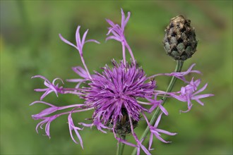 Acrocentron, pincushion flowers (scabiosa) Compositae, Greater knapweed (Centaurea) flower and bud