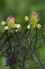 Crested comb quail wheat (Melampyrum cristatum) in flower