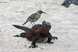 Marine iguana (Amblyrhynchus cristatus) with hood mockingbird (Mimus macdonaldi) on its back,