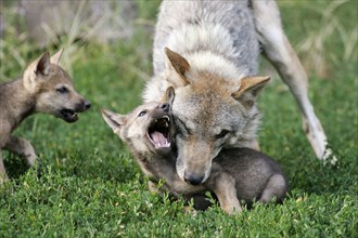 Gray wolf (Canis lupus) with cubs, Gray wolf with young, young