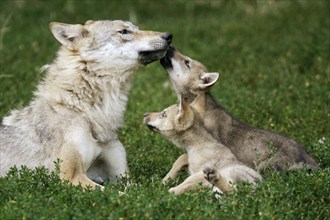 Gray wolf (Canis lupus) with cubs