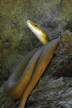 Green rat snake, Cope's rat snake (Senticolis triaspis) (Elaphe triaspis), Central America