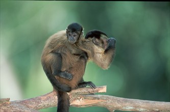 White-throated Capuchin, female with young (Cebus capucinus), page