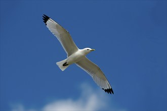 Black-legged Kittiwake (Rissa tridactyla), England