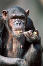 Common chimpanzee (Pan troglodytes)