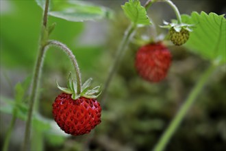 Woodland strawberry (Fragaria vesca), Wild strawberries close up showing red fruit