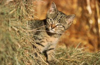 House cat, tabby