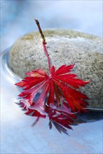 Japanese maple, leaf on stone in water, Japanese (Acer japonicum aconitifolium) maple