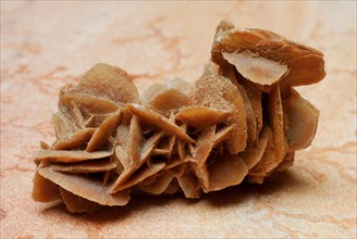 Sand rose, selenite, desert rose, plaster rose, gypsum spar, crystal