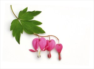 Lamprocapnos (Dicentra spectabilis)