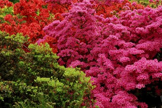 Rhododendron (Rhododendron x obtususm)