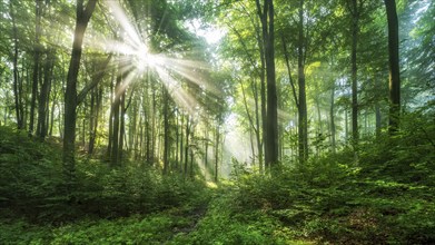 Natural beech forest, sun shining through morning mist, Hohe Schrecke mountain range, Thuringia,