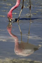 James's flamingo (Phoenicoparrus jamesi) (Phoenicopterus jamesi), short-billed flamingo, Altiplano,