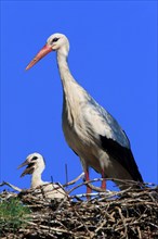 White stork with young bird at nest ( Ciconia ciconia) , Switzerland, Europe