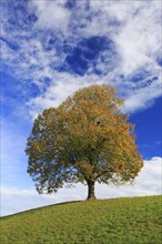 Lime tree, Emmental, Bern, Switzerland, Europe