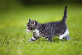 House cat, kitten, tabby, lateral