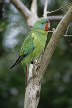 Swift Parrot (Lathamus discolor), Australia, Schwalbensittich, Australien /, Oceania