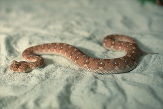 Horned Adder (Bitis caudalis)