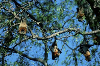 Madagacar Fruit Bats resting, madagascan flying fox (Pteropus rufus) resting in a sleeping tree,