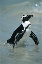 African penguin (Spheniscus demersus), Boulders Beach, South Africa, Africa