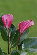 Anthurium (Anthurium), Flamingoblume, Blumen, flowers, Zierpflanzen, ornamental plants,