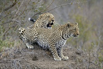 Leopards (Panthera pardus), pair, Sabi Sand Game Reserve, South Africa, Africa