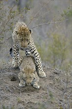 Leopards (Panthera pardus), pair, maiting, Sabi Sand Game Reserve, South Africa, Africa