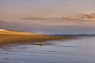 Coastline in the evening light, beach and dunes at Soustons Plage, Silver Coast, Côte dArgent,