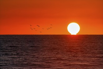 Orange sunset on the Silver Coast, flock of birds, Côte dArgent, Atlantic Ocean, Soustons, Landes,