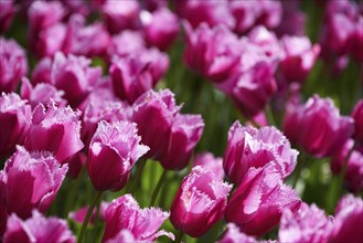 Blooming pink tulips flowerbed in Keukenhof flower garden, also known as the Garden of Europe, one