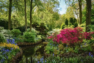 Keukenhof flower garden, also known as the Garden of Europe. One of the world's largest flower