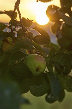 Apple (malus) fruits hanging on a tree at sunrise, Upper Palatinate, Bavaria, Germany, Europe