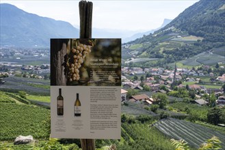 Information board about South Tyrolean viticulture, Algund, South Tyrol, Italy, Europe