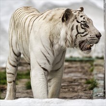 White tiger (Panthera tigris) in enclosure, leucism, restless, slightly open mouth, captive