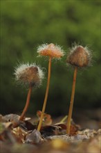 Bleeding fairy helmet (Mycena haematopus) with fungal infestation by Common Helmet Mould, Helmet