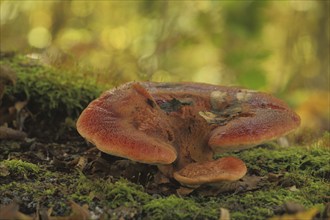 Beefsteak fungus (Fistulina hepatica), Liver reishi, Bokehs, Fistulina, Liver reishi relatives,