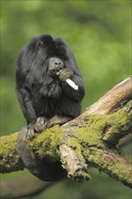 Black howler (Alouatta caraya), male, adult, captive