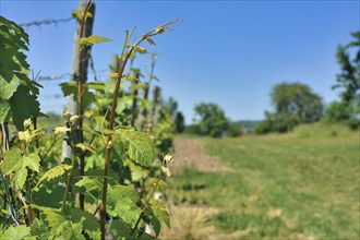 Close up of grape vine without fruits in spring with blurry background