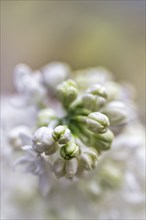 Common lilac (Syringa vulgaris), white flowers, buds, close-up, blurred, text free space, North